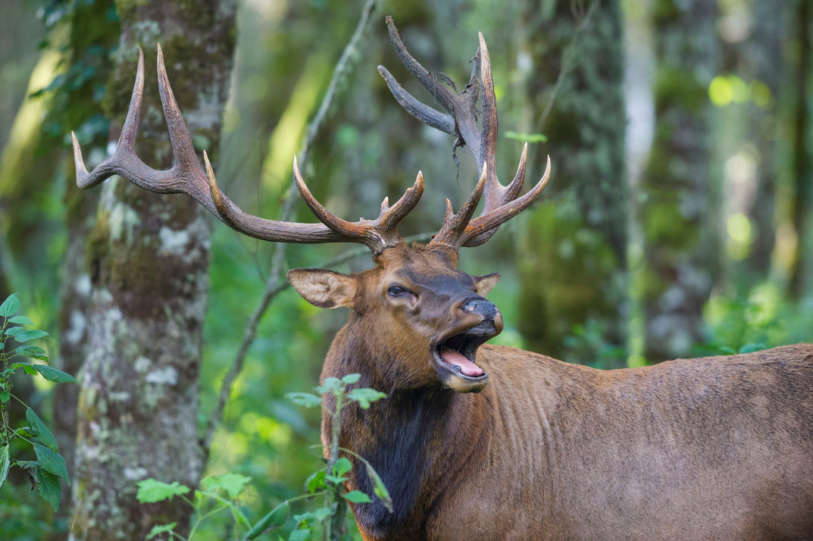 Roosevelt elk