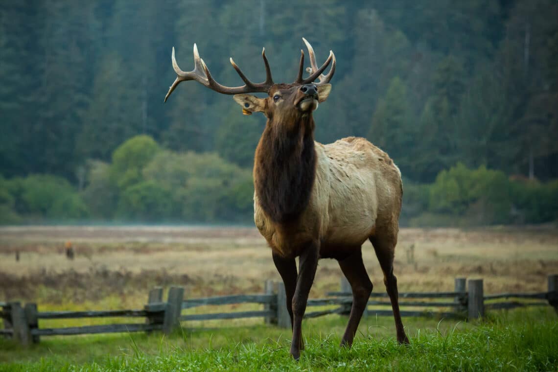 Roosevelt elk