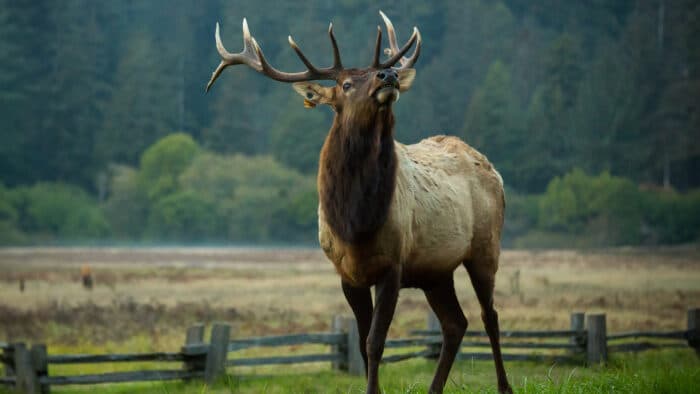 Roosevelt elk