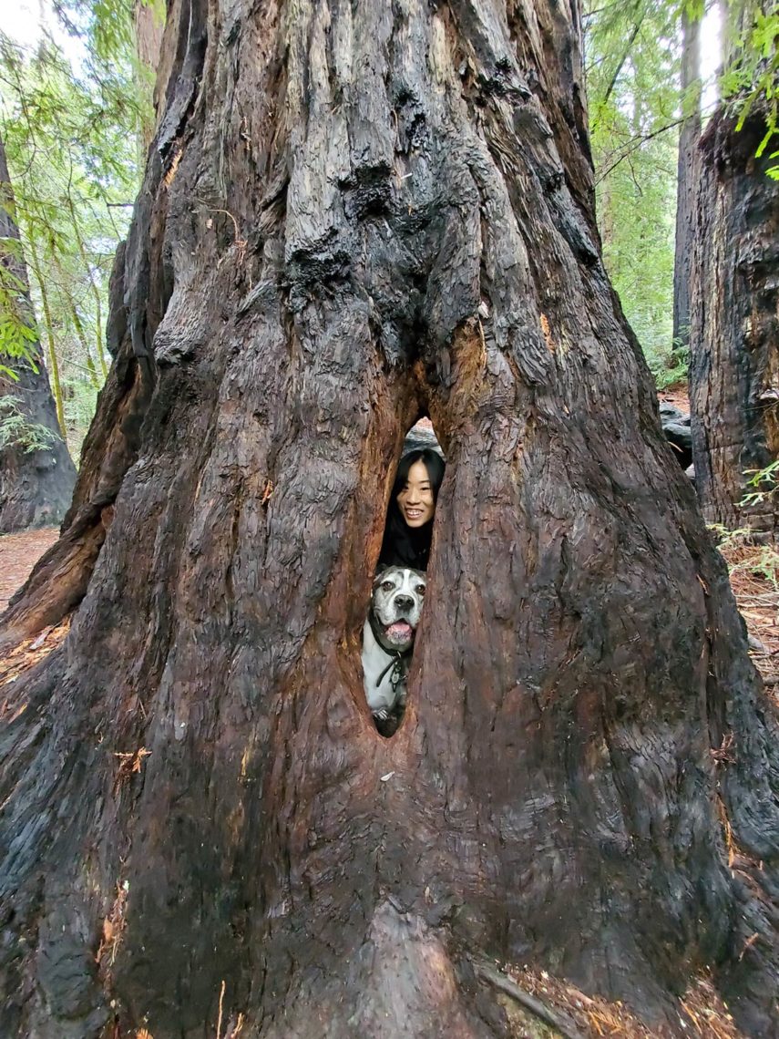 Woman and dog looking out from inside redwood tree trunk