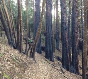 Charred bark on trees in the recently burned forest at Roy's Redwoods Preserve.