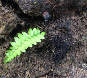 A fresh frond of sword fern emerges after fire at Roy's Redwoods.