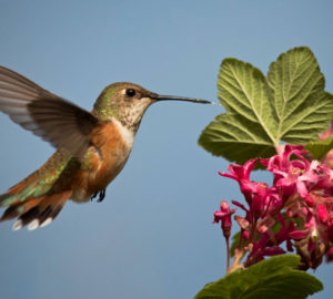 Rufous hummingbird. Photo by Peter Pearsall.