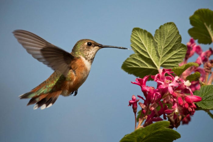 Rufous hummingbird. Photo by Peter Pearsall.
