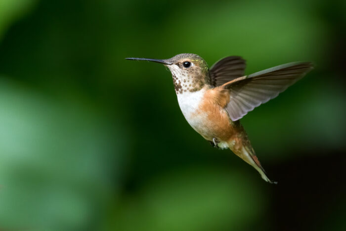 A hummingbird with a white chest, rust-colored sides and a copper-green spotted head hovers in mid-flight