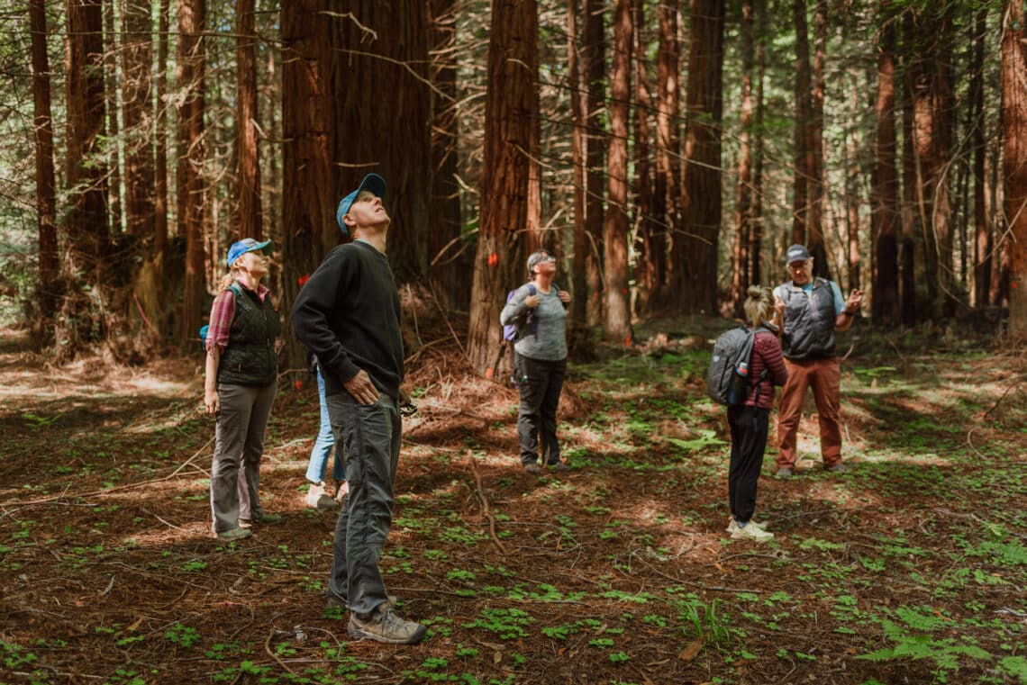 League staff in the forest looking at the canopy