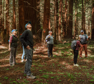 League staff in the forest looking at the canopy