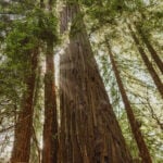 Avatar for Redwoods Reporter