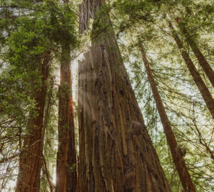 The Clar Tree is believed to be one of Sonoma County’s oldest and tallest trees. Vivian Chen, courtesy of Save the Redwoods League