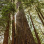 The Clar Tree is believed to be one of Sonoma County’s oldest and tallest trees. Vivian Chen, courtesy of Save the Redwoods League