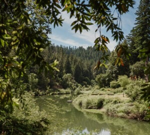 This 394-acre coast redwood and Douglas-fir forest has approximately one mile of riverfront along the Russian River near Guerneville, California. Vivian Chen, courtesy of Save the Redwoods League
