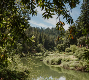 Russian River Redwoods