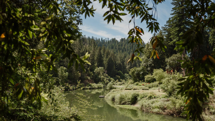 Russian River Redwoods
