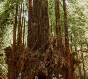 Save the Redwoods League staff admire the Clar Tree, the last remaining old-growth giant on the 394-acre Russian River Redwoods property. Vivian Chen, courtesy of Save the Redwoods League