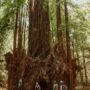 Save the Redwoods League staff admire the Clar Tree, the last remaining old-growth giant on the 394-acre Russian River Redwoods property. Vivian Chen, courtesy of Save the Redwoods League