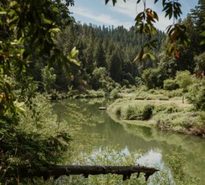 Russian River Redwoods