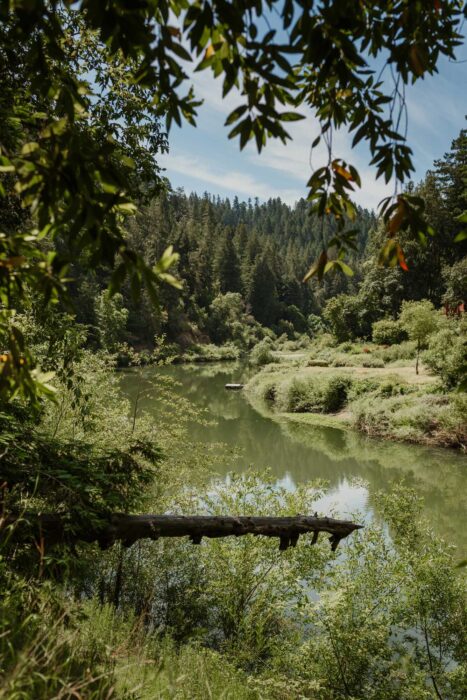 Russian River Redwoods