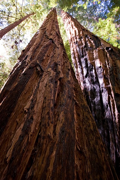 Coast redwoods reach high in Boulder Creek Forest. Photo by Paolo Vescia