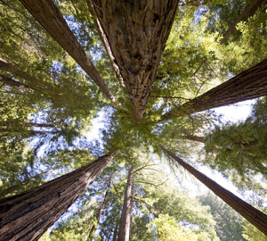 The canopy in Boulder Creek Forest provides nesting places for the marbled murrelet, an imperiled seabird. by Paolo Vescia