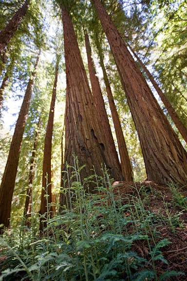 Young redwoods at Boulder Creek Forest are tomorrow's giants. Photo by Paolo Vescia