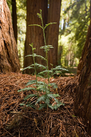 Young redwoods get their start in Boulder Creek Forest. Photo by Paolo Vescia