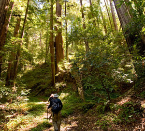 Trails through Peters Creek Old-Growth Forest lead through a hushed wonderland. Photo by Paolo Vescia