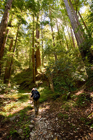 Trails through Peters Creek Old-Growth Forest lead through a hushed wonderland. Photo by Paolo Vescia