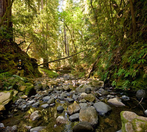 Peters Creek Old-Growth Forest by Paolo Vescia