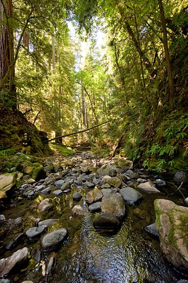 Peters Creek in Peters Creek Old-Growth Forest is habitat for imperiled steelhead trout. Photo by Paolo Vescia