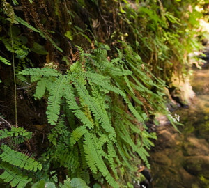 Five-finger ferns cover canyon walls in Peters Creek Old-Growth Forest. Photo by Paolo Vescia