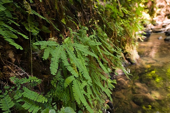 Five-finger ferns cover canyon walls in Peters Creek Old-Growth Forest. Photo by Paolo Vescia