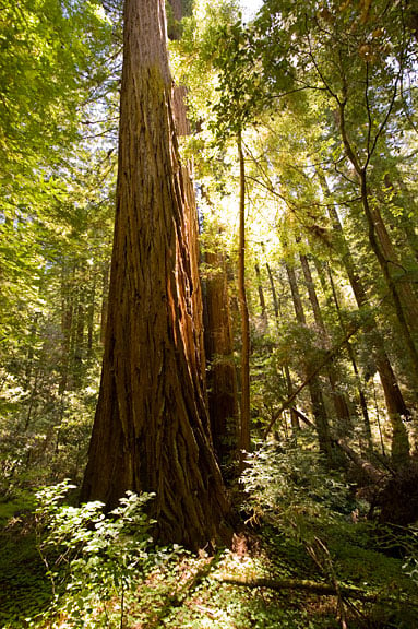Peters Creek Old-Growth Forest is home to giant coast redwoods. Photo by Paolo Vescia