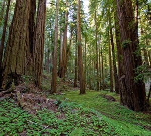 Redwood sorrel carpets the floor of Peters Creek Old-Growth Forest. Photo by Paolo Vescia