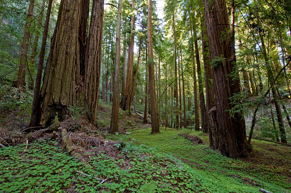 Redwood sorrel carpets the floor of Peters Creek Old-Growth Forest. Photo by Paolo Vescia