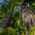 You can help protect and restore this 33-acre ancient redwood forest, creating the opportunity for public access to Peters Creek Old-Growth Forest in the near future. Photo by Paolo Vescia