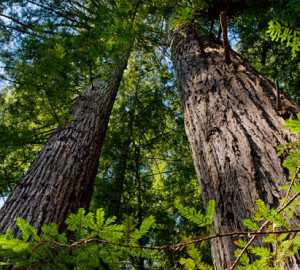 You can help protect and restore this 33-acre ancient redwood forest, creating the opportunity for public access to Peters Creek Old-Growth Forest in the near future. Photo by Paolo Vescia