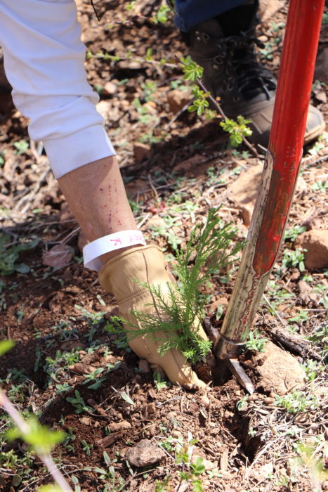 SEGI seedling