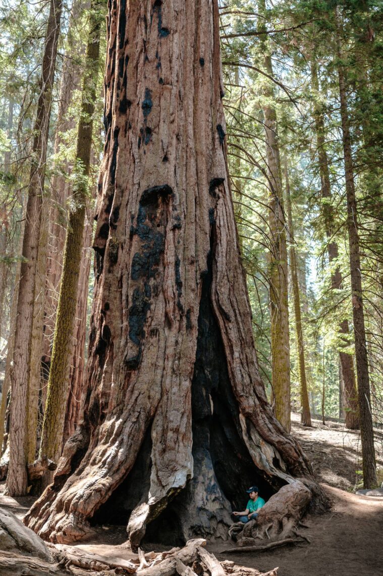 A child sits at the base of a giant sequoia tree