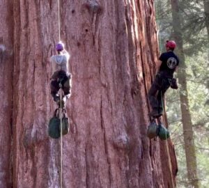 Two climbers wearing hard hats shimmy up ropes along the trunk of a massive giant sequoia