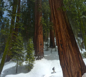 Snowshoeing in Sequoia and Kings Canyon National Parks. Photo by Patrn, Flickr Creative Commons