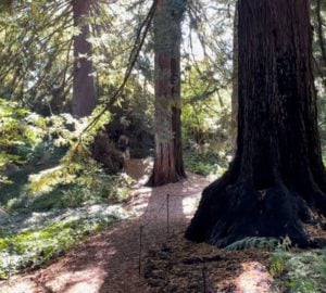 A path runs from the foreground to the background through a redwood grove
