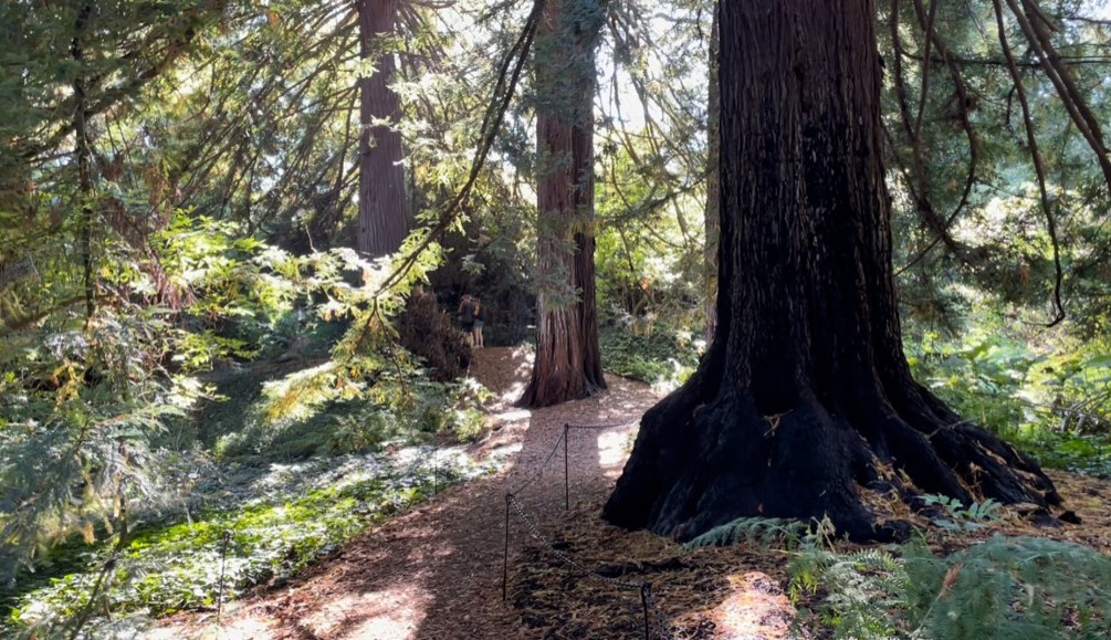 A path runs from the foreground to the background through a redwood grove