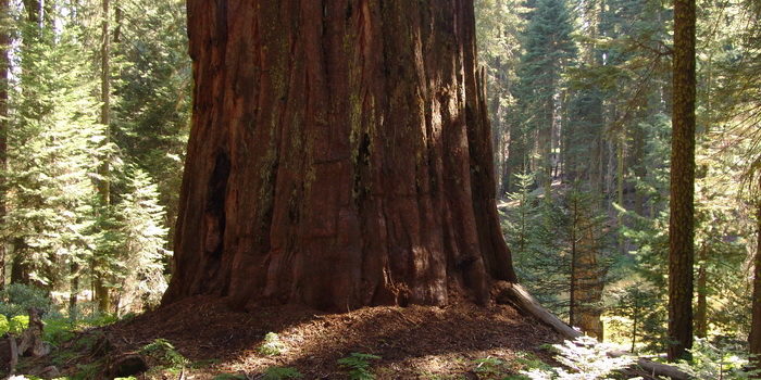 A tree from Sequoia National Park. Photo by Mark Bult