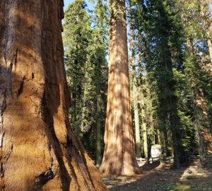 Sequoia National Park.