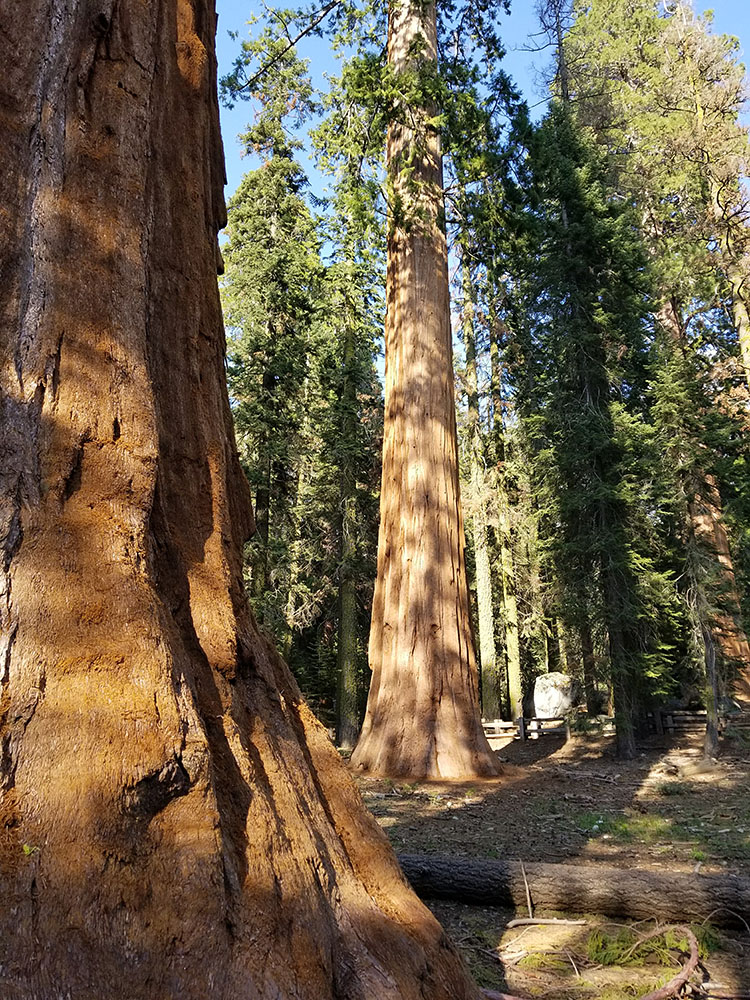 Sequoia National Park.