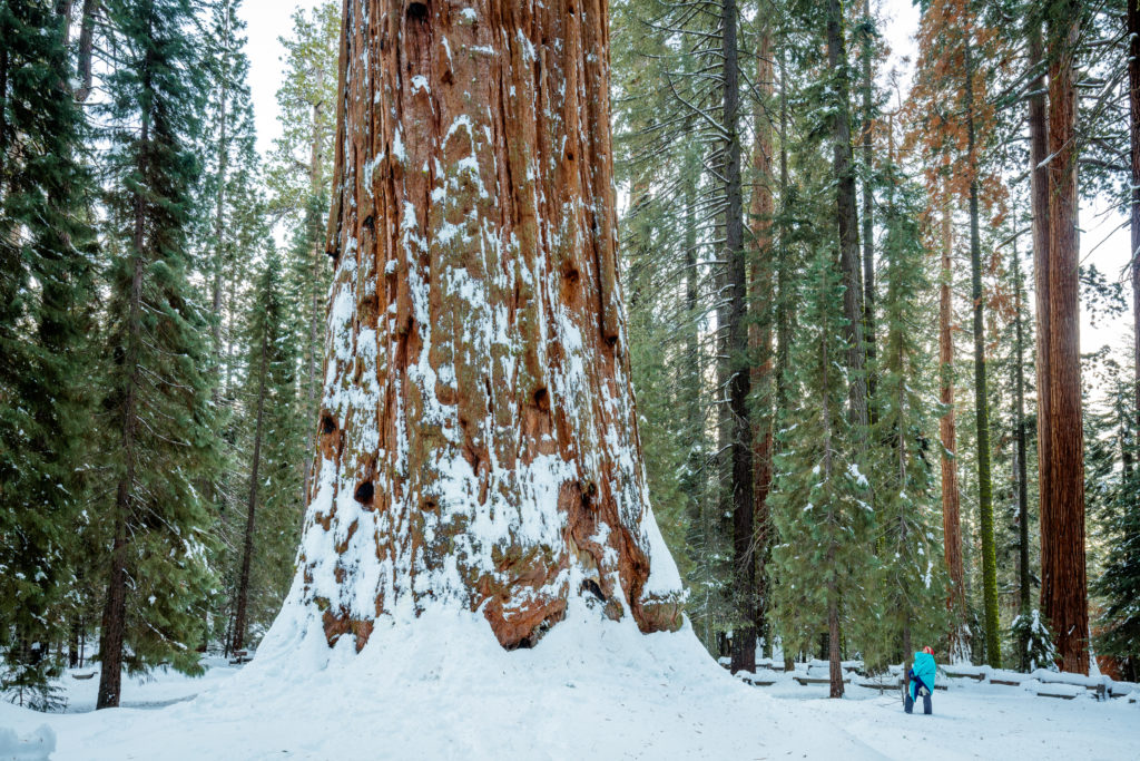 Person standing next to giant Sequoia tree