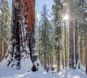Two people snowshoeing in a giant sequoia grove on a sunny day.