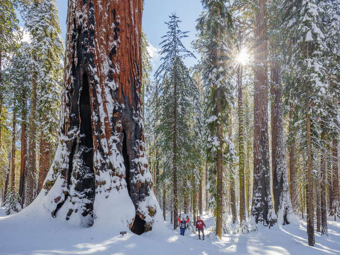 Two people snowshoeing in a giant sequoia grove on a sunny day.