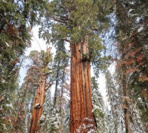 Two people standing next to giant Sequoia tree looking very small