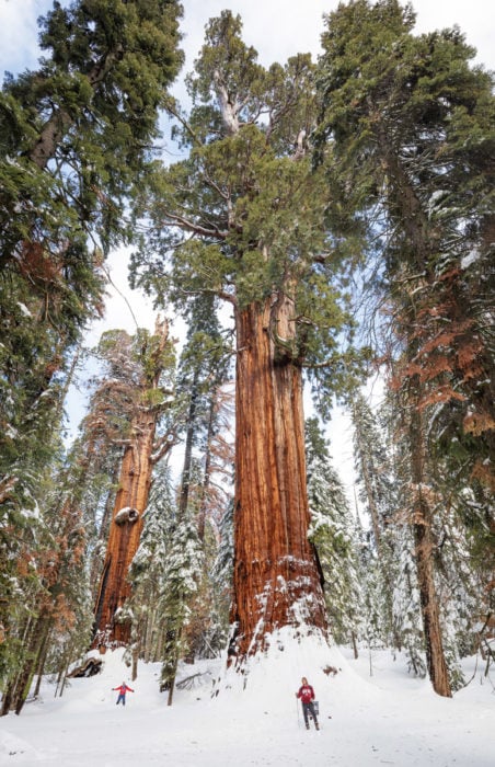 Two people standing next to giant Sequoia tree looking very small